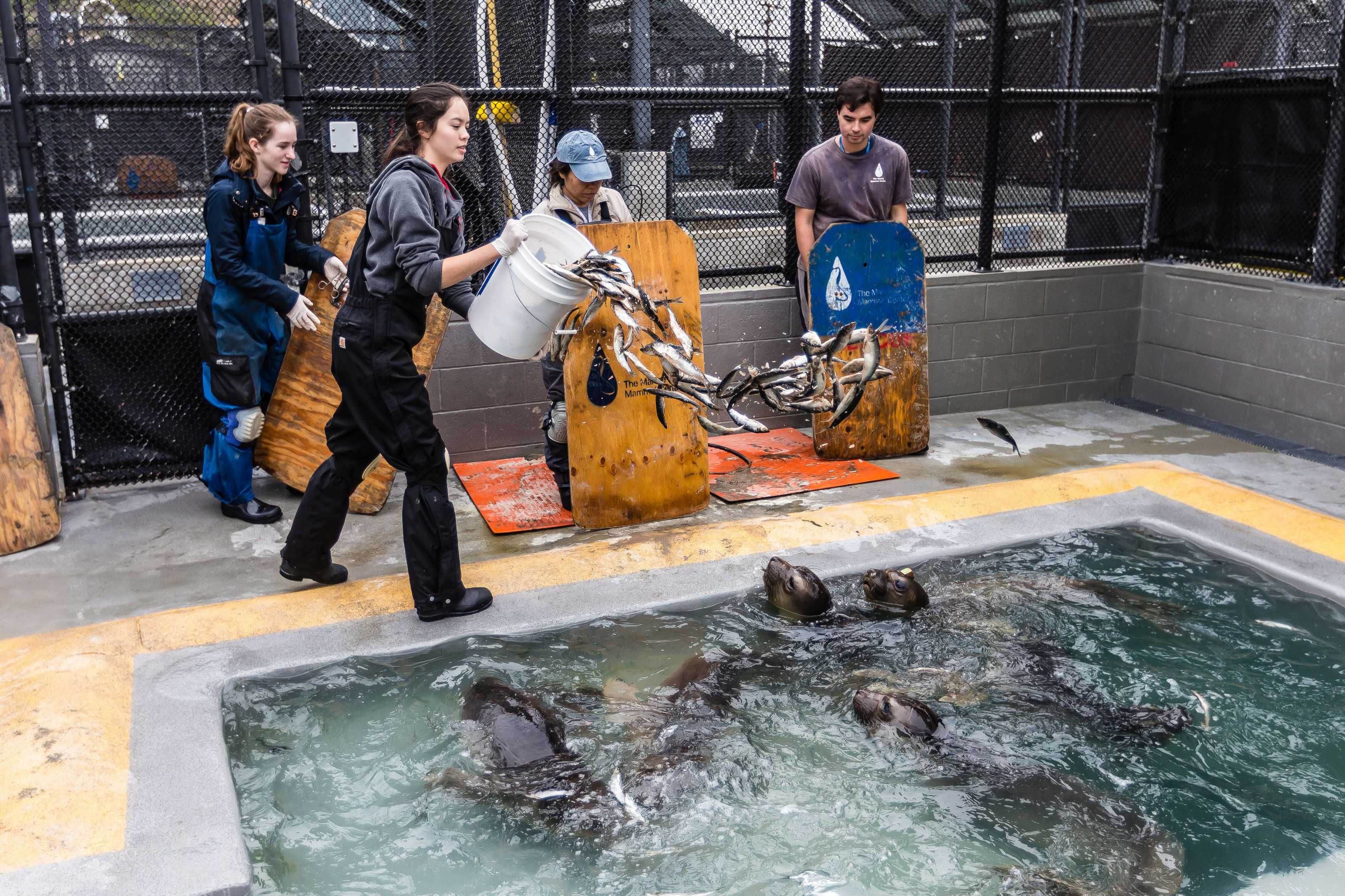 Volunteer | The Marine Mammal Center