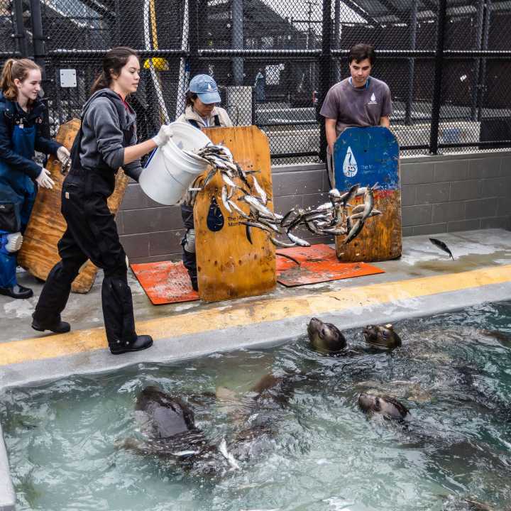 Volunteers feeding elephant seals