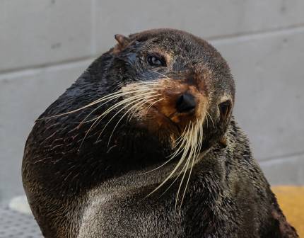 northern fur seal Grandpa