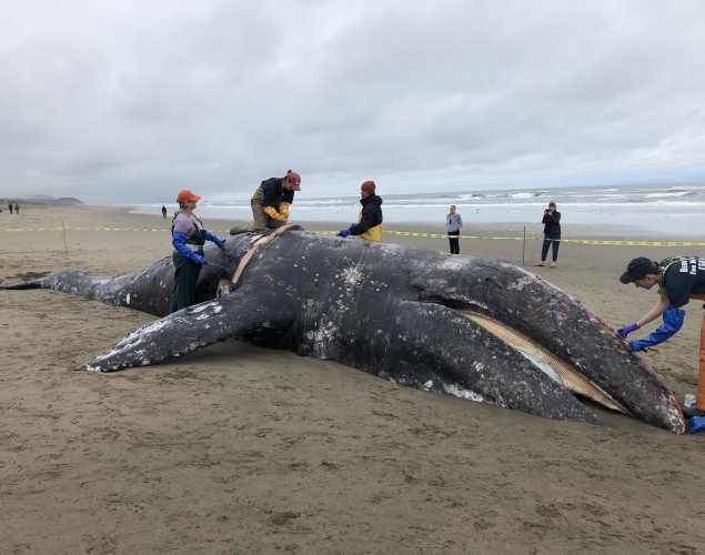 researchers perform a necropsy on a dead gray whale on the beach