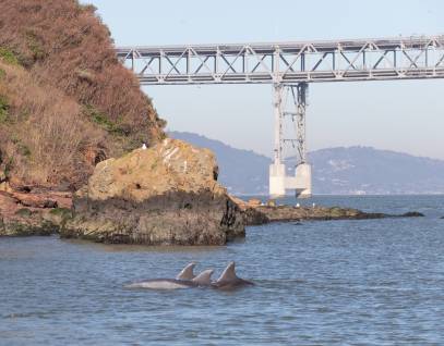 bottlenose dolphins surfacing near the Bay Bridge