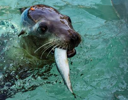 California sea lion Margarita with a fish in her mouth
