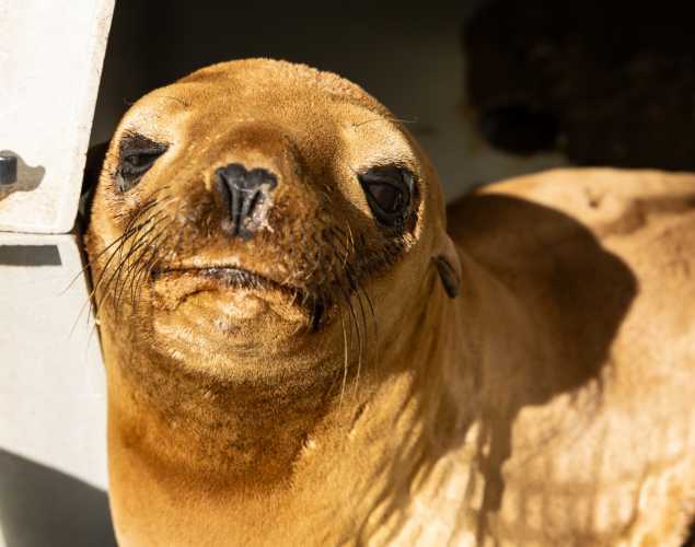 California sea lion
