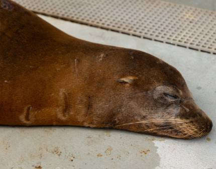 sea lion sunbeam