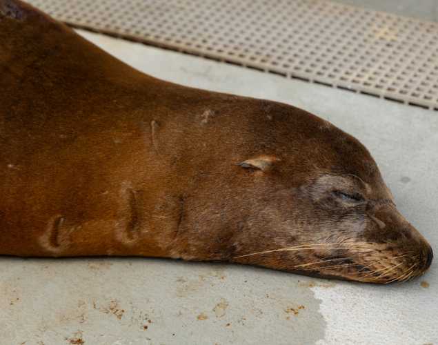 sea lion sunbeam