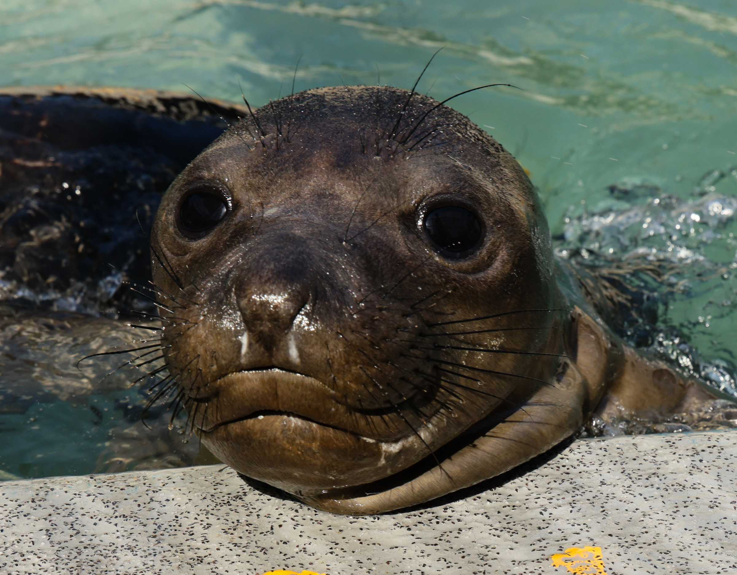 Aramis | The Marine Mammal Center
