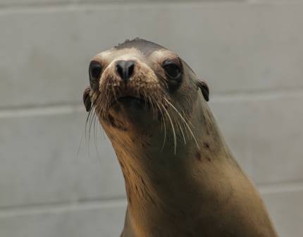 California sea lion Chai