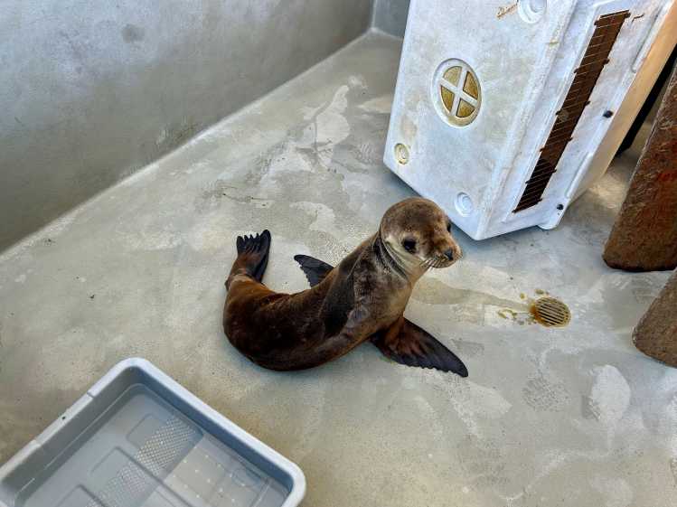 A rehabilitating California sea lion pup rests in a hospital pen.