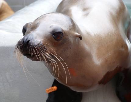 California sea lion Henkale
