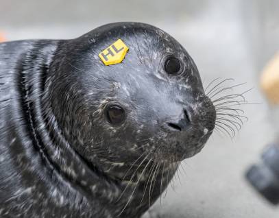 harbor seal Goatboat