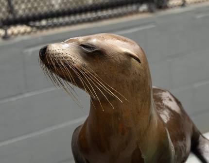 California sea lion Elope