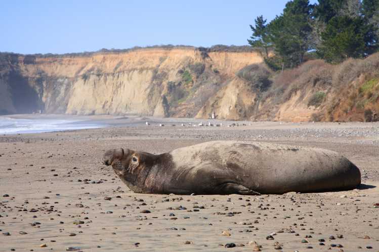elephant seal near shore