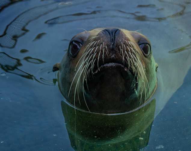 California sea lion