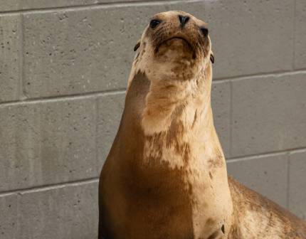 sea lion named palapa