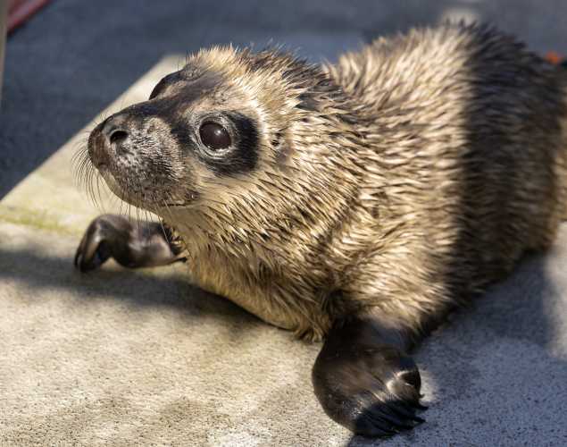 A newborn seal pup with a fluffy lanugo coat looks up.