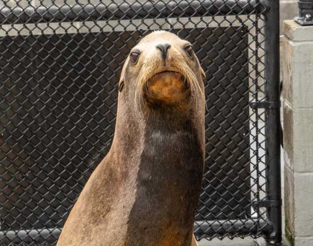 California sea lion