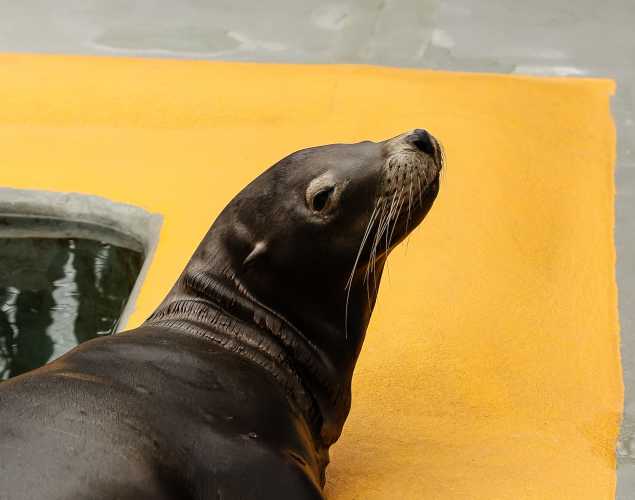 California sea lion Ratzo