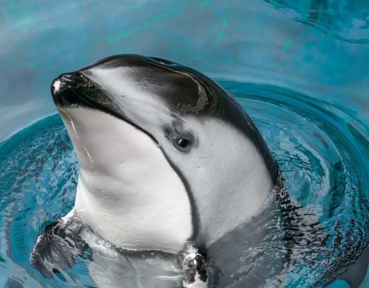 Pacific white-sided dolphin spyhopping