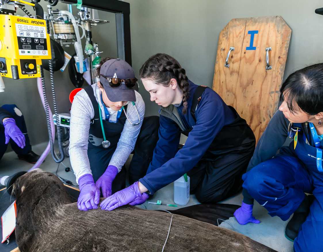Opportunities The Marine Mammal Center