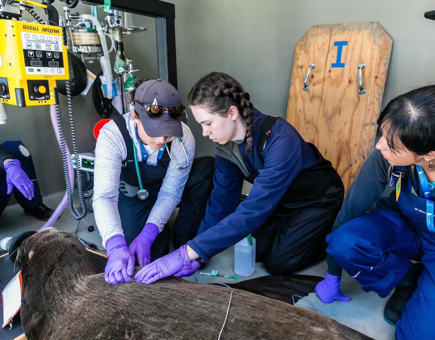 Opportunities The Marine Mammal Center