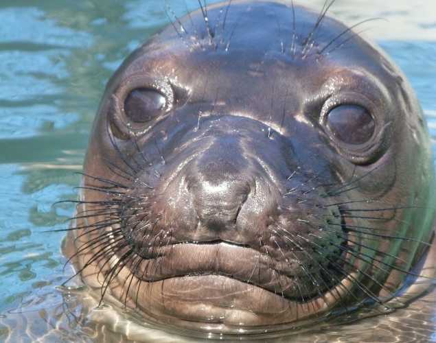 northern elephant seal Selimahron