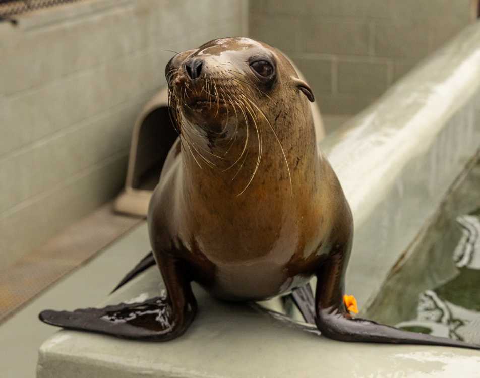 Sunnylion | The Marine Mammal Center