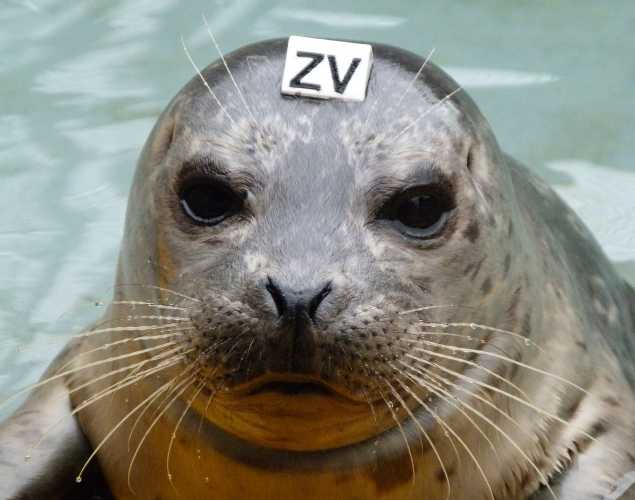 harbor seal Isaak