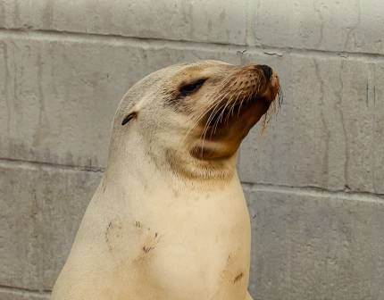 California sea lion Mooncake