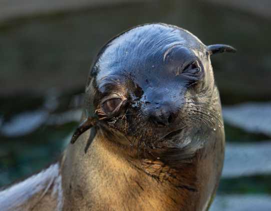 Denise - Guadalupe Fur Seal