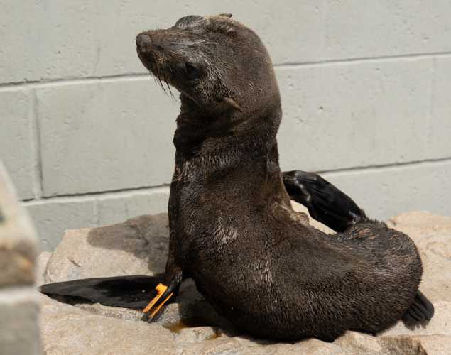 Guadalupe fur seal