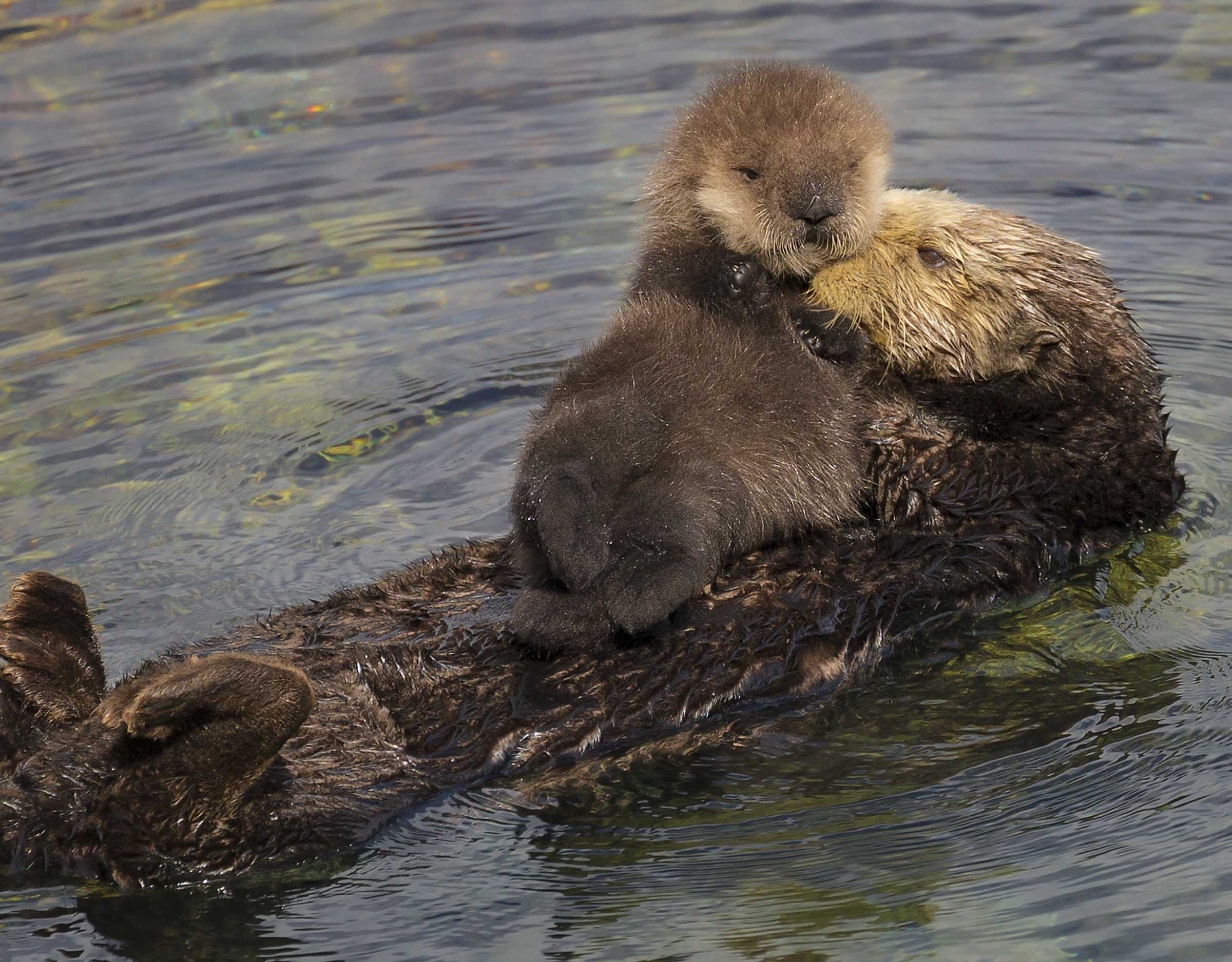 Experts Successfully Reunite Sea Otter Pup with its Mother | The Marine  Mammal Center