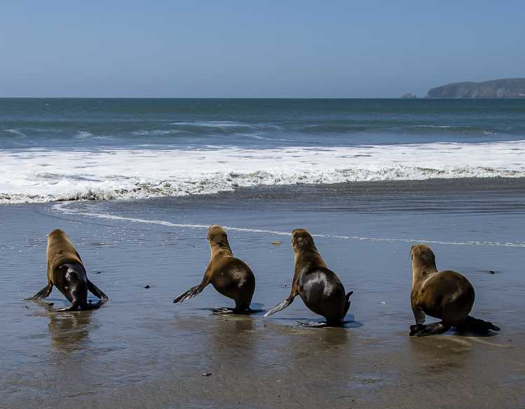 four California sea lions head toward a breaking wave