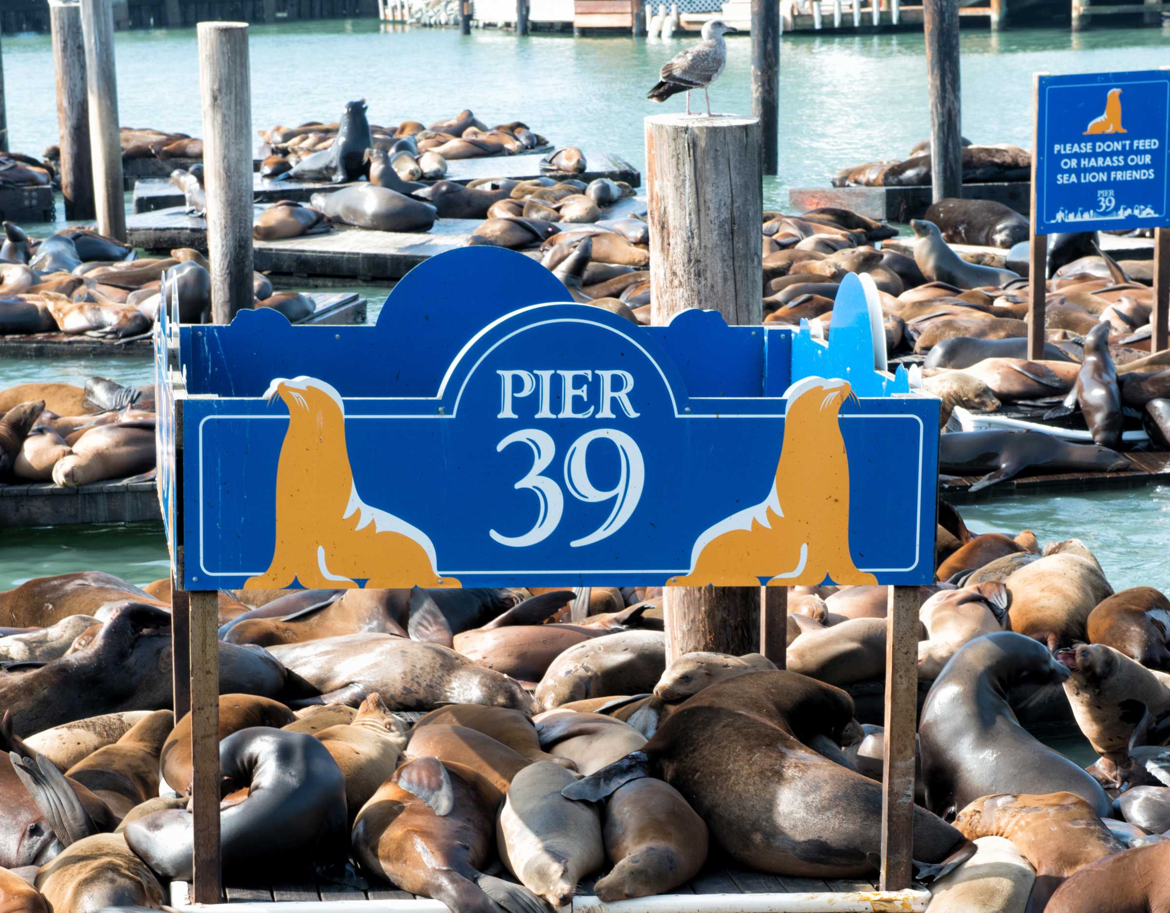 San Francisco Fisherman's Wharf with Pier 39 with sea lions