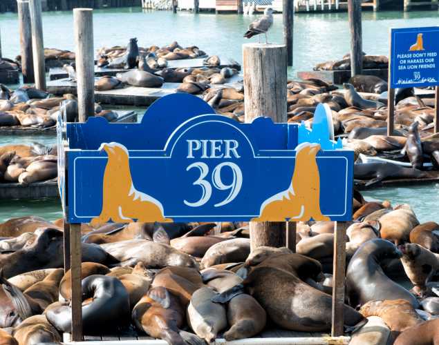 PIER 39 docks covered in sea lions