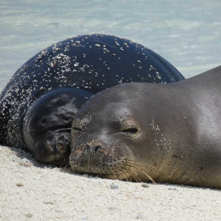 Marine Science Sunday