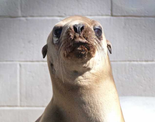 California sea lion Bubblegum