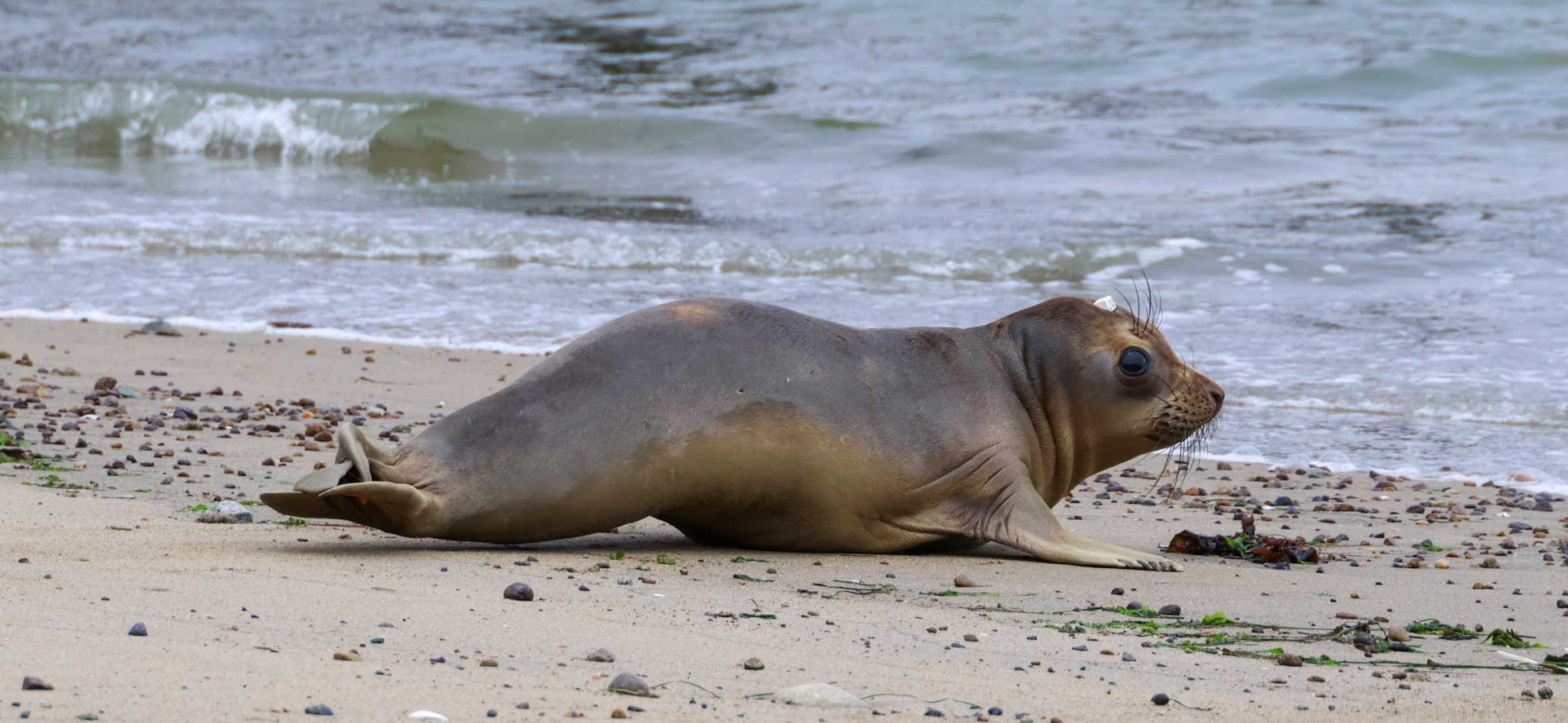 Seal vs. Sea Lion: Your Guide to Knowing the Difference | The Marine