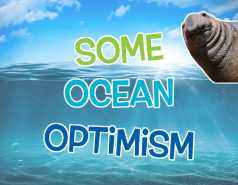Some Ocean Optimism graphic