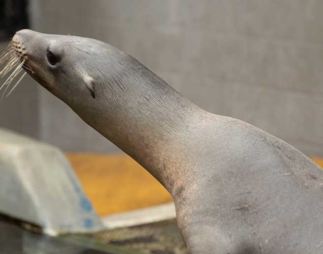 California sea lion