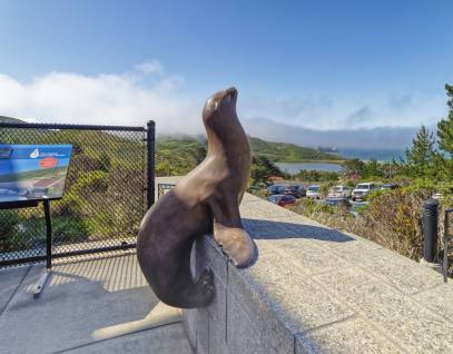 Straw Brush – The Marine Mammal Center Gift Store