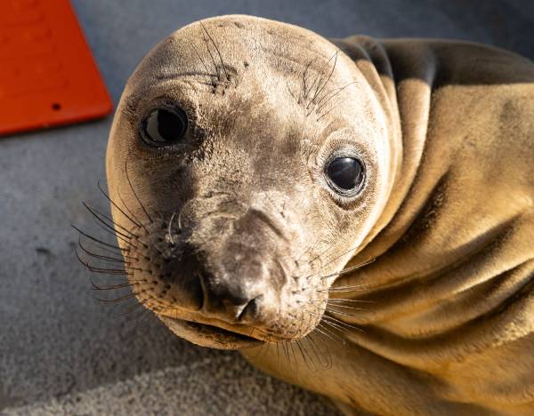 Benamo | The Marine Mammal Center