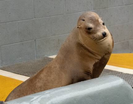 vinegar california sea lion