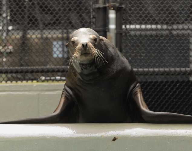 California sea lion