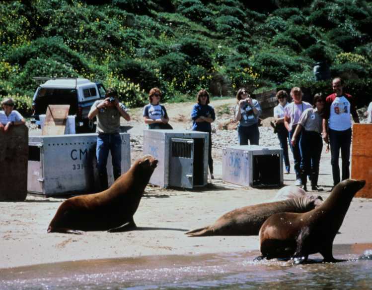 sea lion release california marine mammal center
