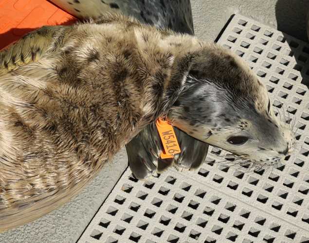 harbor seal Bluffle