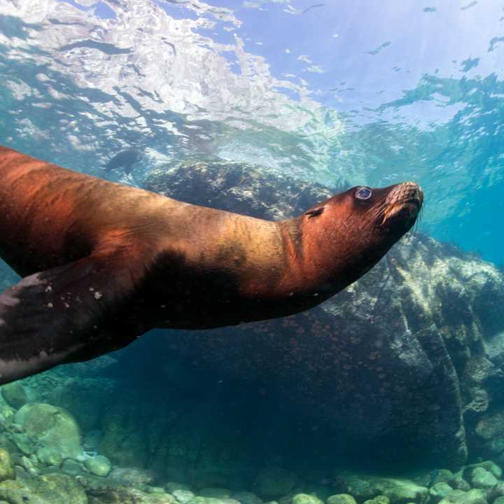California sea lion