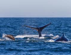 humpback whales and California sea lions feeding together