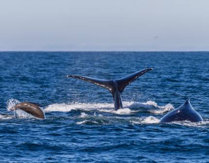 humpback whales and California sea lions feeding