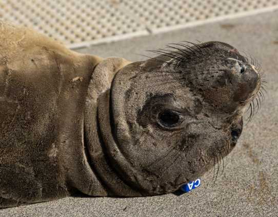 elephant seal