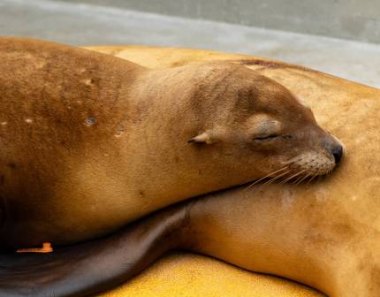 musty california sea lion